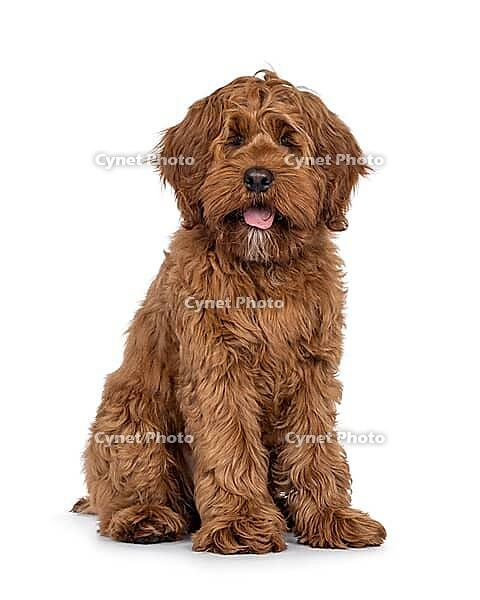 Friendly Labradoodle dog puppy, sitting up facing front. Looking straight to camera. Mouth open tongue out. Isolated on a white background, Netherlands [IBR123638357]