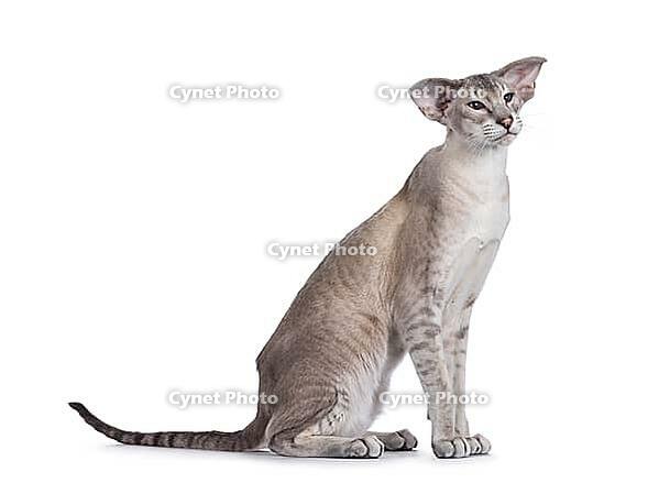 Elegant young adult Siamese cat, sitting up side ways. Looking beside and away from camera. Isolated on a white background, Netherlands [IBR123638360]
