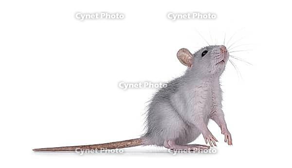 Cute blue young rat, standing side ways on hind paws. Looking up and above camera sniffing smelling something. Isolated on a white background, Netherlands [IBR123638361]