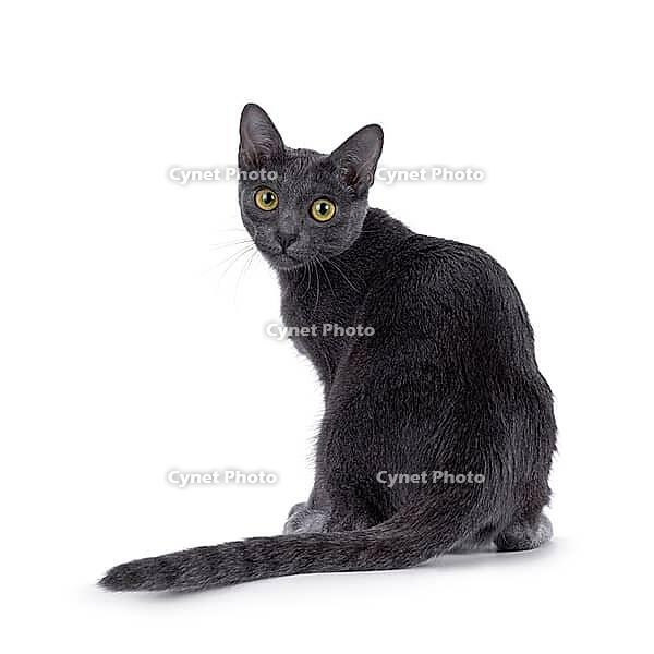 Cute Korat kitten, sitting backwards on edge. Looking over shoulder straight to camera. Isolated on a white background, Netherlands [IBR123638362]