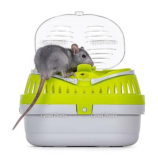 Tame cute young blue rat sitting in open travel container, standing on edge of the box. Llooking towards camera. Isolated on a white background, Netherlands [IBR123638363]