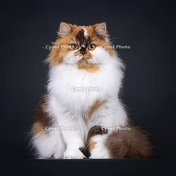 Brown tortie with white British Longhair cat, sitting up facing front. Looking straight to camera with big orange eyes. Isolated on a black background, Netherlands [IBR123638365]
