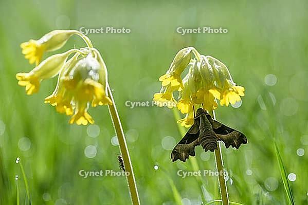 Evening primrose swarmer sits on the inflorescence of a cowslip, animals, insects, (Proserpinus proserpina), butterflies [IBR112770443]