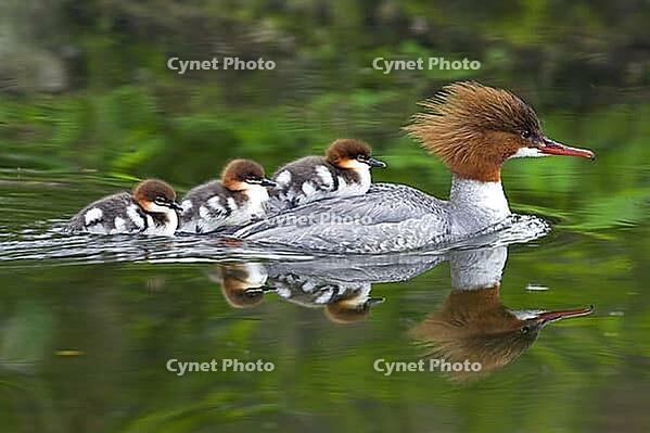 Goose scavenger with offspring, chicks, baby animals, group, biotope, habitat, (Mergus merganser), six young animals, female, family of goose birds, Germany [IBR112770444]