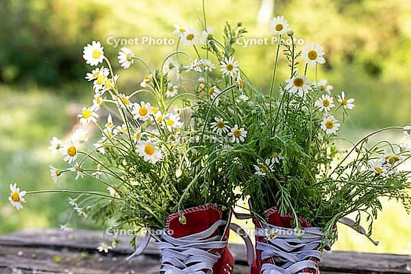 Red sneakers with a bouquet of daisies in the field. Summer concept on wooden table [IBR123639488]