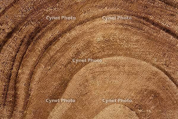 Wooden detailed texture of cut tree trunk cross-section or stump. Brown surface of concentric tree rings. Wood texture background. Ecology concept. Grungy hardwood material. Macro, close up [IBR123646459]