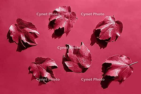 Red decorative wild grape leaves on green background. Decorative fox grape autumn fallen leaf. Parthenocissus tricuspidata [IBR123646475]