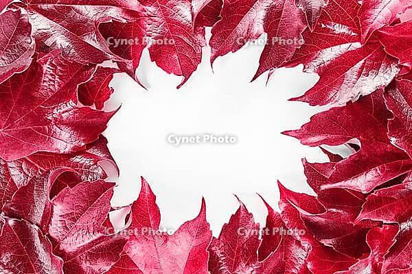 Color of the year 2023 Viva magenta. Frame with red decorative wild grape leaves isolated on white background. Decorative fox grape autumn fallen leaf border [IBR123646479]