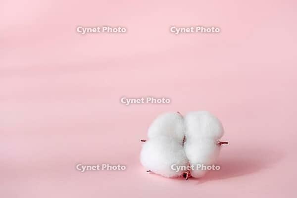 Cosmetic pink background for product presentation with cotton flower, shadows and light from windows. Mockup scene, natural organic cosmetic concept. Window shadow overlay effect [IBR123646498]