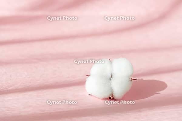 Cosmetic pink background for product presentation with cotton flower, shadows and light from windows. Mockup scene, natural organic cosmetic concept. Window shadow overlay effect [IBR123646499]