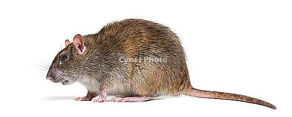 Side view of a brown rat, Rattus norvegicus, isolated [IBR123664740]