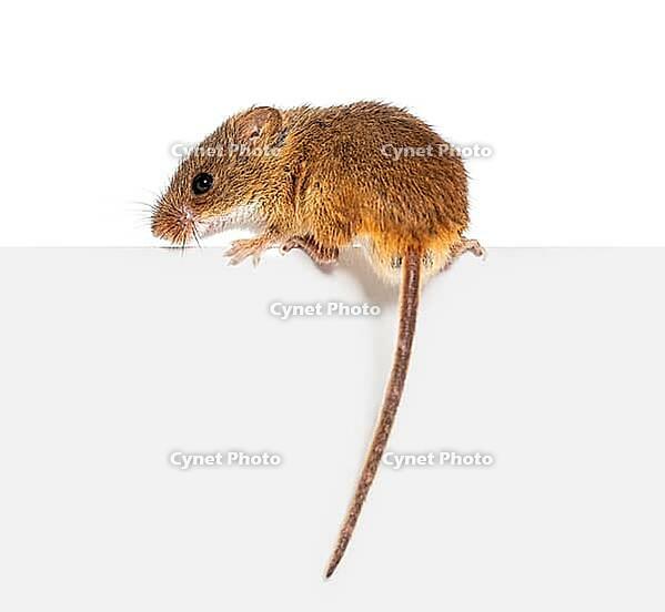 Harvest mouse, Micromys minutus, balancing on an edge, isolated on white [IBR123664741]
