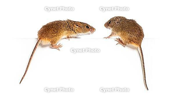 Harvest mouse, Micromys minutus, balancing on an edge, isolated on white [IBR123664742]