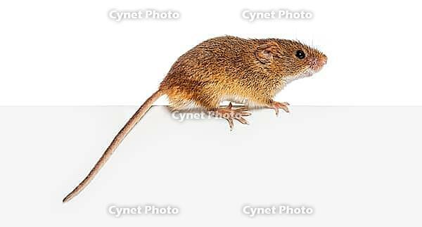 Harvest mouse, Micromys minutus, balancing on an edge, isolated on white [IBR123664743]