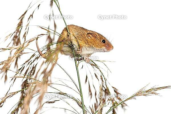 Harvest mouse, Micromys minutus, climbing, holding and balancing on high grass, isolated on white [IBR123664744]