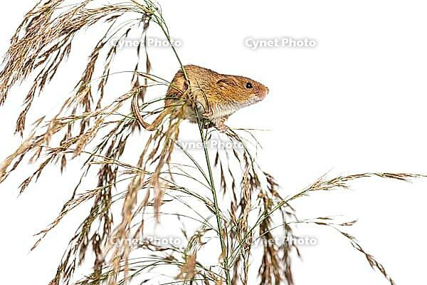 Harvest mouse, Micromys minutus, climbing, holding and balancing on high grass, isolated on white [IBR123664745]