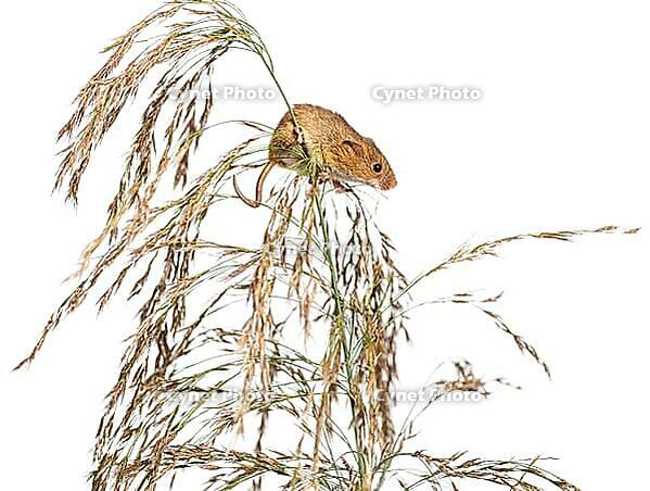 Harvest mouse, Micromys minutus, climbing, holding and balancing on high grass, isolated on white [IBR123664746]