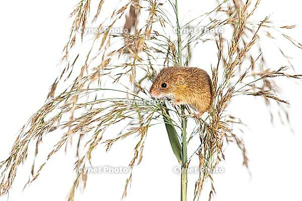 Harvest mouse, Micromys minutus, climbing, holding and balancing on high grass, isolated on white [IBR123664747]