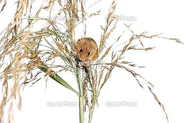 Harvest mouse, Micromys minutus, climbing, holding and balancing on high grass, isolated on white [IBR123664748]