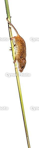 Harvest mouse, Micromys minutus, climbing holding and balancing with its tail on high grass, isolated on white [IBR123664749]