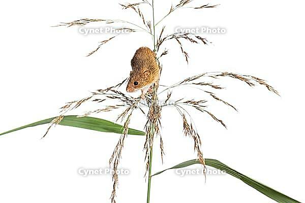 Harvest mouse, Micromys minutus, climbing, holding and balancing on high grass, isolated on white [IBR123664750]