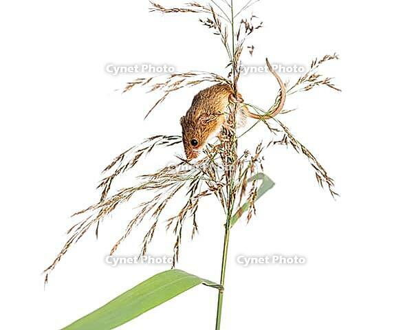 Harvest mouse, Micromys minutus, climbing, holding and balancing on high grass, isolated on white [IBR123664751]