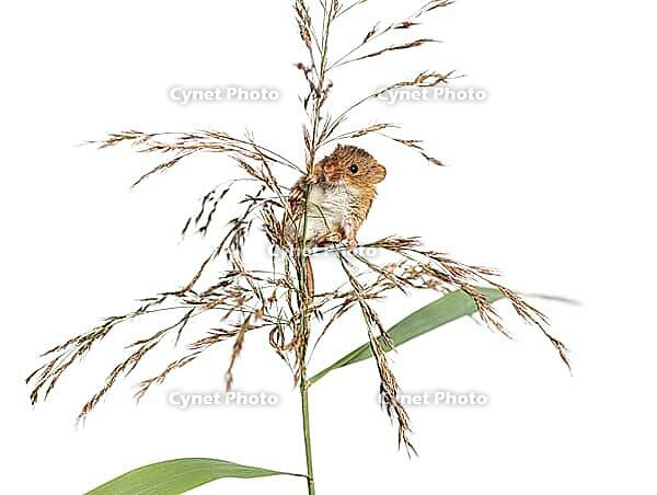 Harvest mouse, Micromys minutus, climbing, holding and balancing on high grass, isolated on white [IBR123664752]
