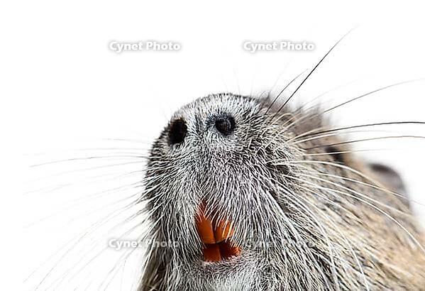 Details of the teeth and whiskers of a coypu, Myocastor coypus, isolated on white [IBR123664754]