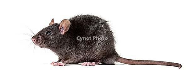 Black rat, Rattus rattus, in front of white background [IBR123664756]