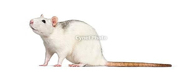 Domestic rat against white background [IBR123664757]