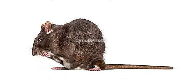 Domestic rat cleaning itself against white background [IBR123664758]
