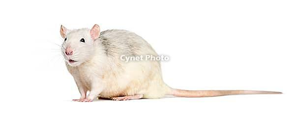 Domestic rat against white background [IBR123664759]