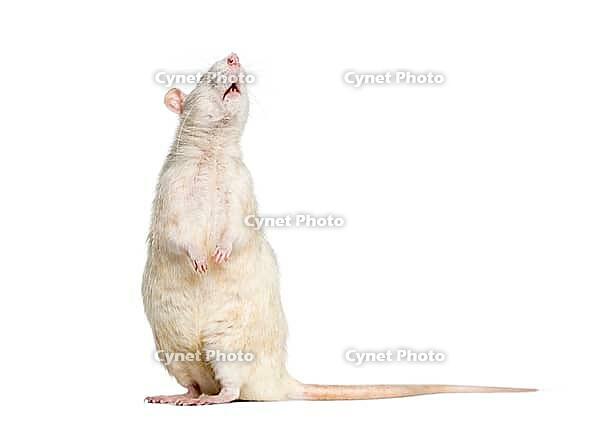Domestic rat against white background [IBR123664760]