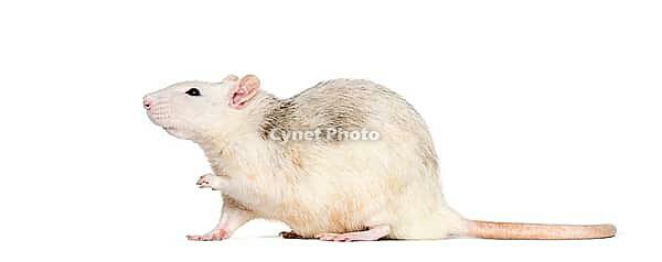 Domestic rat against white background [IBR123664761]