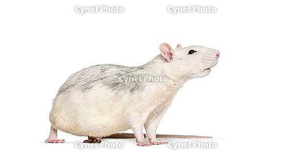 Domestic rat against white background [IBR123664762]