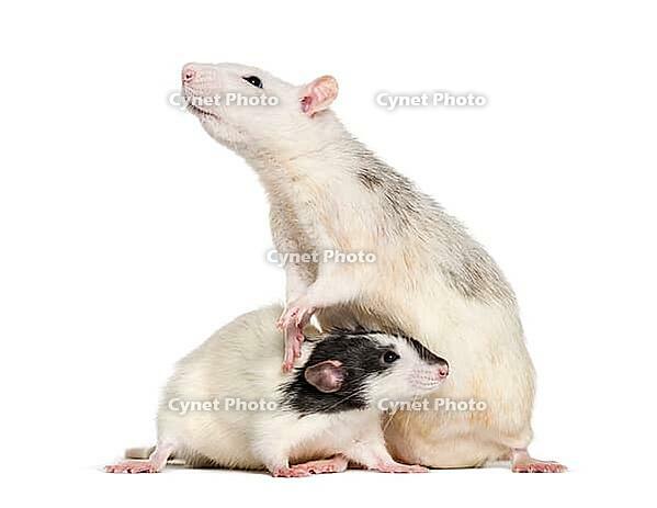 Domestic rats against white background [IBR123664764]