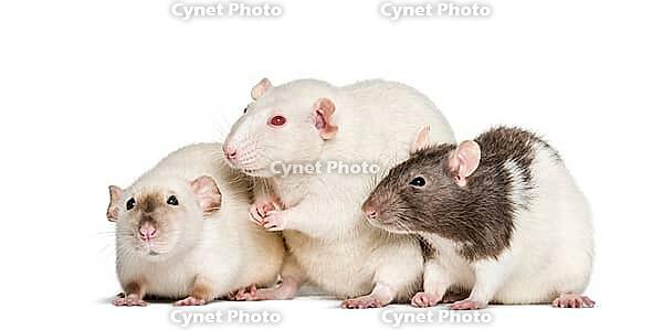 Domestic rats against white background [IBR123664765]