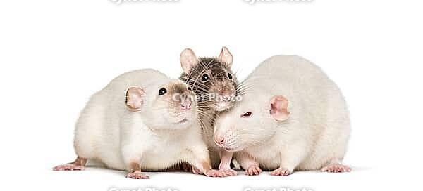 Domestic rats against white background [IBR123664766]