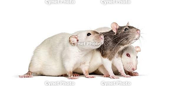 Domestic rats against white background [IBR123664767]
