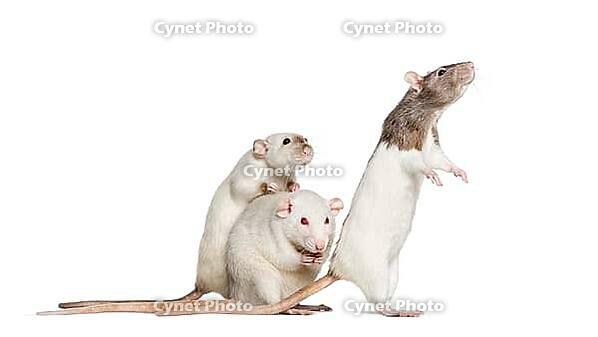 Domestic rats against white background [IBR123664768]
