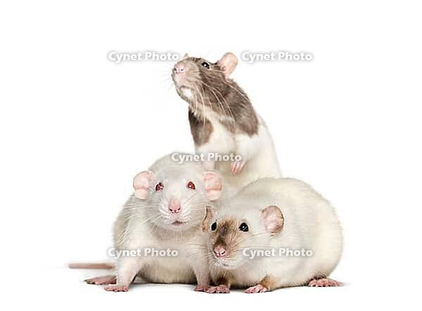 Domestic rats against white background [IBR123664769]