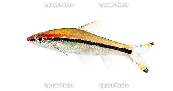 Denison barb, Sahyadria denisonii, isolated on white [IBR123664771]