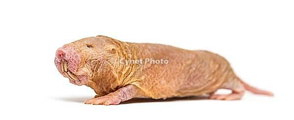 Naked Mole-rat, hairless rat, isolated on wihte [IBR123664772]