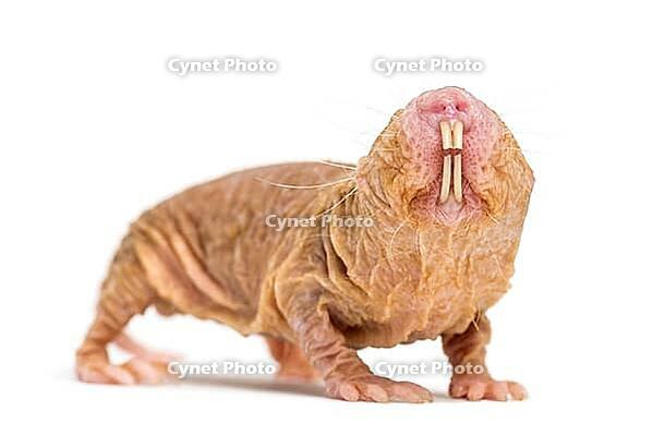 Naked Mole-rat, hairless rat, isolated on wihte [IBR123664774]