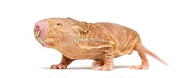 Naked Mole-rat, hairless rat, isolated on wihte [IBR123664775]
