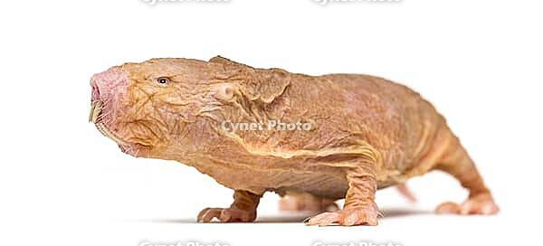 Naked Mole-rat, hairless rat, isolated on wihte [IBR123664777]