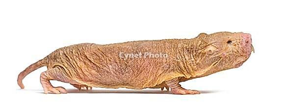 Naked Mole-rat, hairless rat, isolated on wihte [IBR123664781]