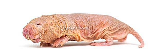 Naked Mole-rat, hairless rat, isolated on wihte [IBR123664782]