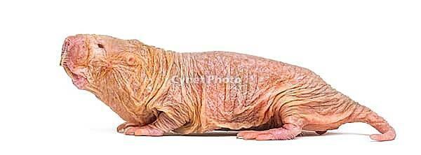 Naked Mole-rat, hairless rat, isolated on wihte [IBR123664785]