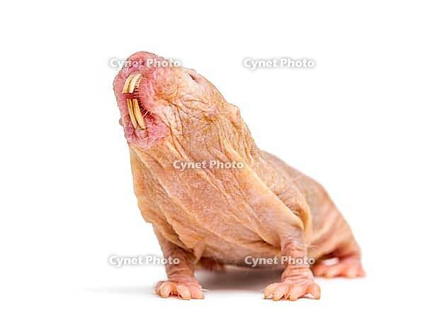 Naked Mole-rat, hairless rat, isolated on wihte [IBR123664786]